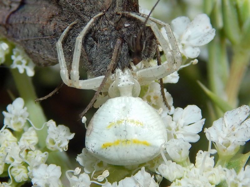 Thomisus onustus - Marina di Gr. (GR)